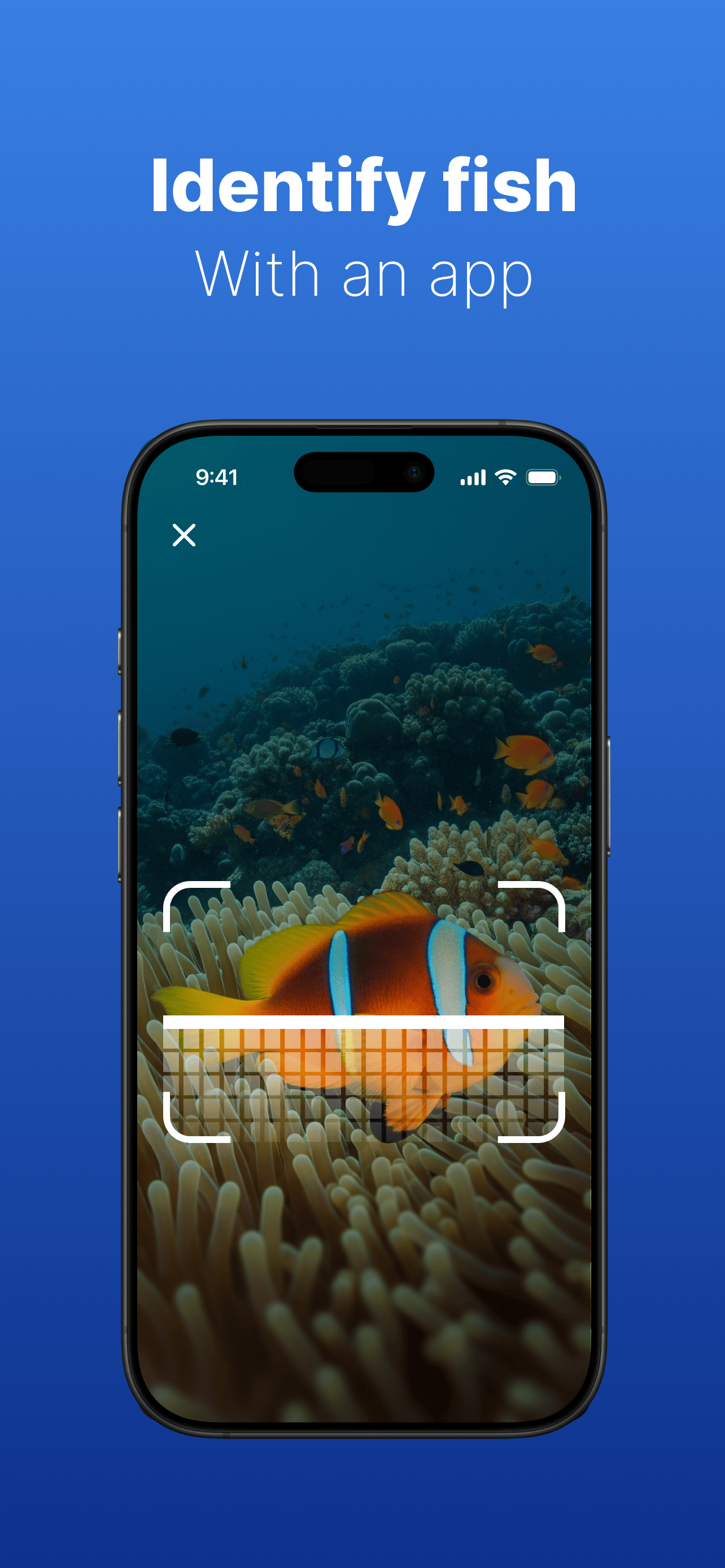 Fish identification results showing species details and information